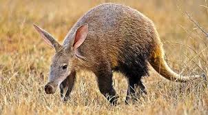 aardvark是什么意思