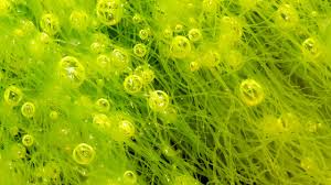 algae是什么意思
