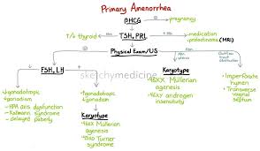 amenorrhea是什么意思