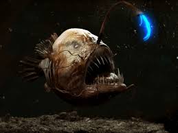 anglerfish是什么意思
