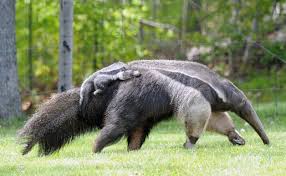 anteater是什么意思