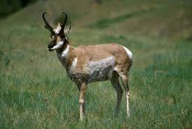 antelope是什么意思