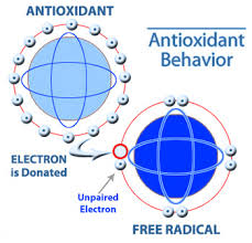 antioxidant是什么意思