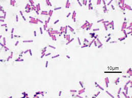 bacillus是什么意思