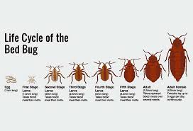 bedbug是什么意思