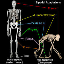 bipedalism是什么意思