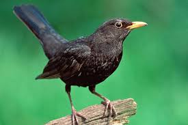 blackbird是什么意思