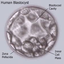 blastocyst是什么意思