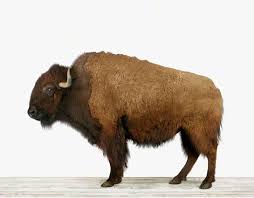 buffalo是什么意思