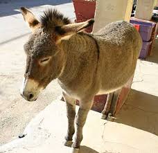 burro是什么意思