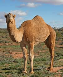 camel是什么意思