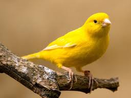 canary是什么意思