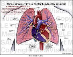 cardiopulmonary是什么意思