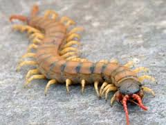 centipede是什么意思