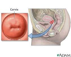 cervix是什么意思