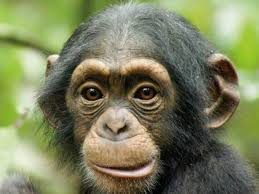 chimpanzee是什么意思