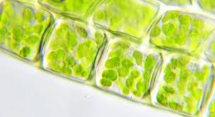 chloroplast是什么意思