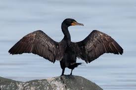 cormorant是什么意思