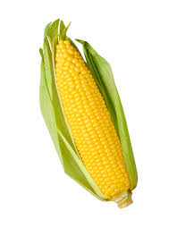 corn是什么意思