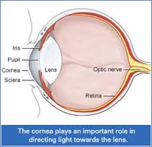 cornea是什么意思