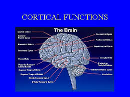 cortical是什么意思