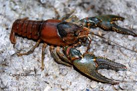crayfish是什么意思