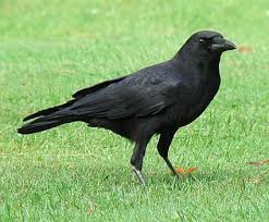 crow是什么意思
