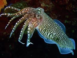cuttlefish是什么意思