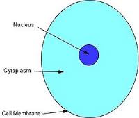 Cytoplasm是什么意思