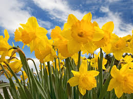 daffodil是什么意思