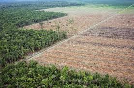 deforestation是什么意思