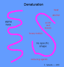 denaturation是什么意思