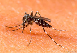 dengue是什么意思
