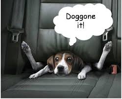doggone是什么意思