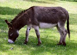 donkey是什么意思
