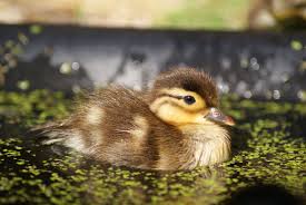 duckling是什么意思