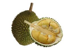 durian是什么意思