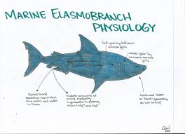 elasmobranch是什么意思