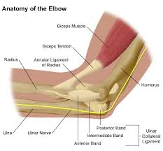 elbow是什么意思