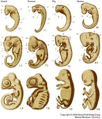 embryological是什么意思