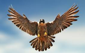 falcon是什么意思