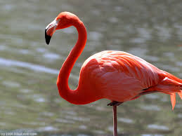 flamingo是什么意思