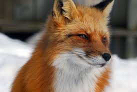 fox是什么意思