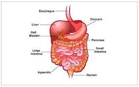 gastrointestinal是什么意思
