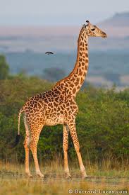 giraffe是什么意思