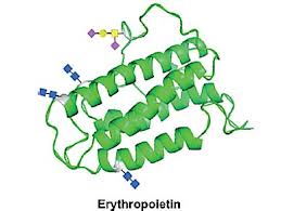glycoprotein是什么意思