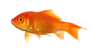 goldfish是什么意思