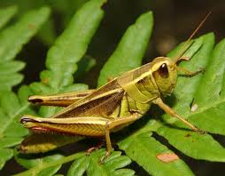 grasshopper是什么意思