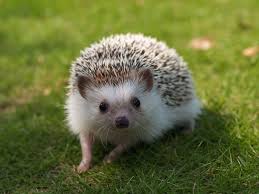 hedgehog是什么意思