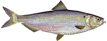 herring是什么意思